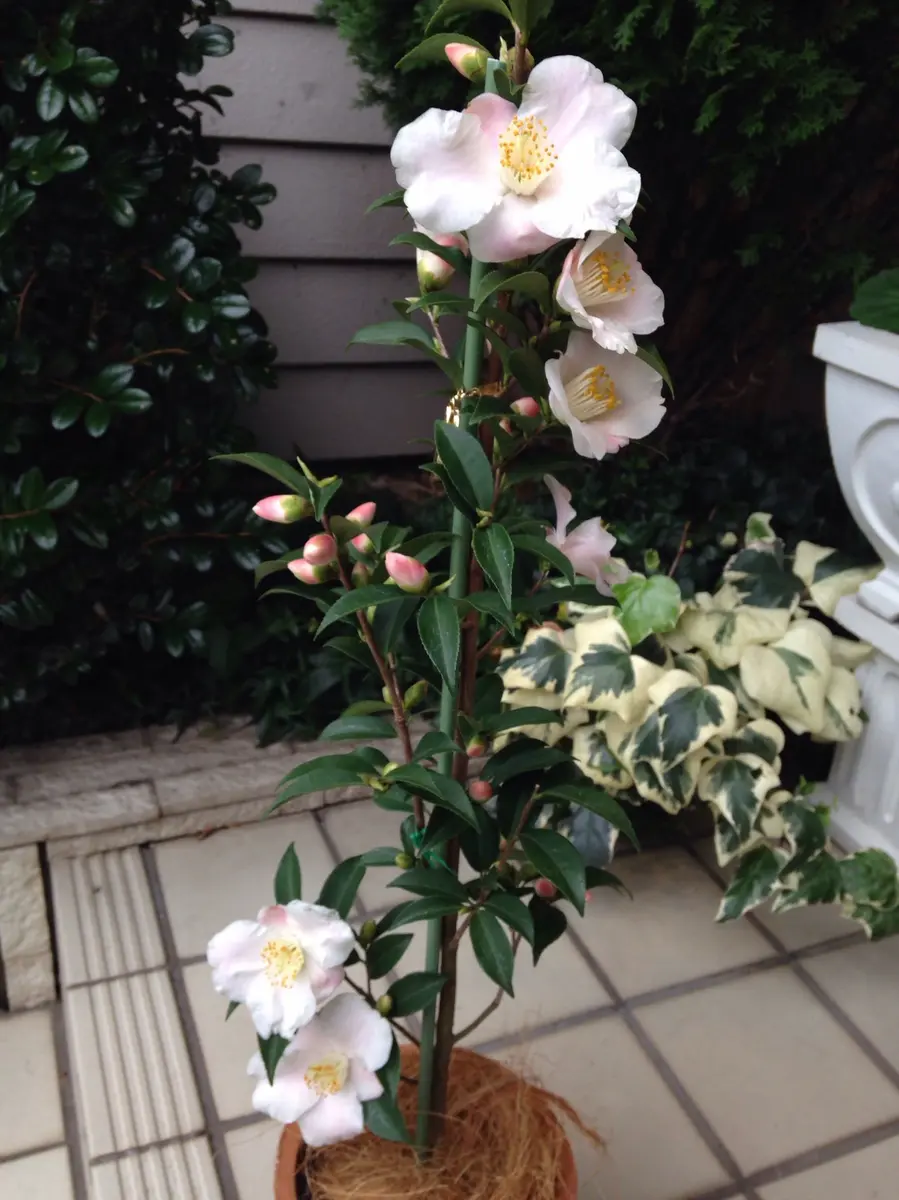 香り椿春風｜園芸日記bykiyu｜みんなの趣味の園芸｜270940