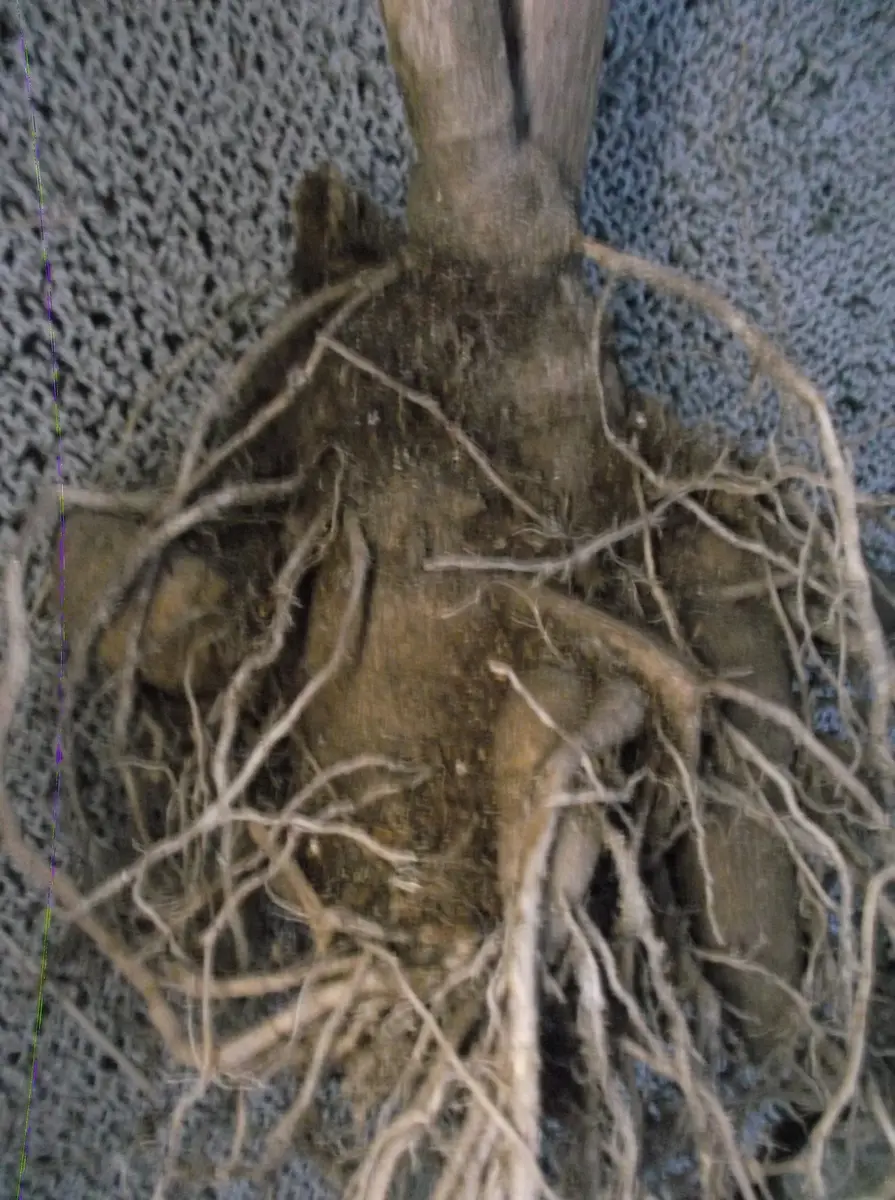 ダリア掘り上げました～｜園芸日記byすもも☆｜みんなの趣味の園芸｜271477