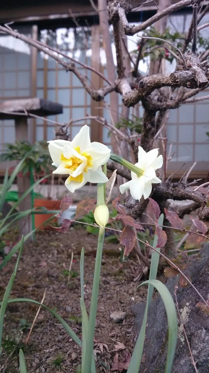 水仙さん｜園芸日記byrocorin｜みんなの趣味の園芸｜271530