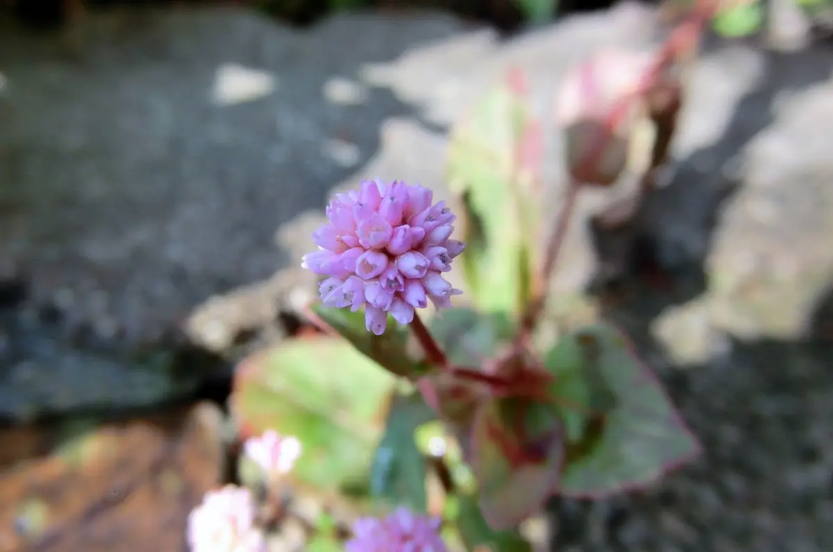 ポリゴナムの日記一覧|fuchiさんの園芸日記-みんなの趣味の園芸