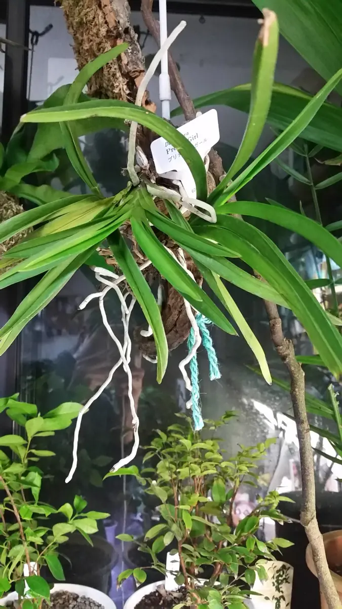 44 モリンガ 苗木 苗 コーデックス プロ仕立て 2025年最新】MORINGAの