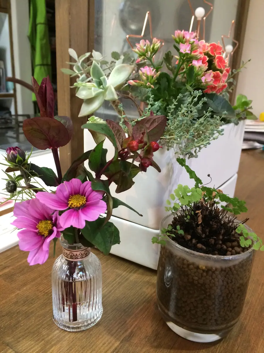 カランコエ多肉の寄せ植えと切り花｜園芸日記byあど｜みんなの趣味の 