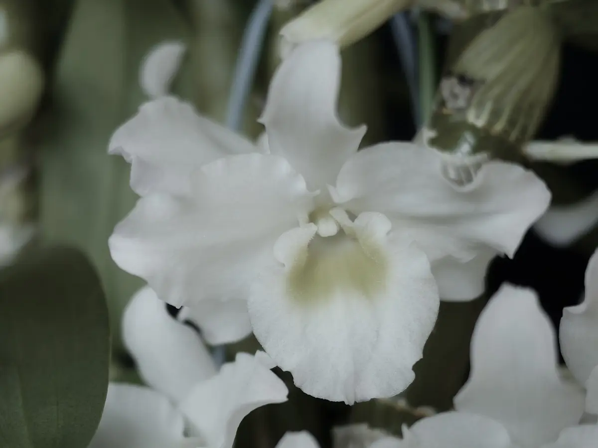 タイムセール！！デンドロビウム　シーマリースノーキング シーマリー'スノーキング' | Dendrobium Blog