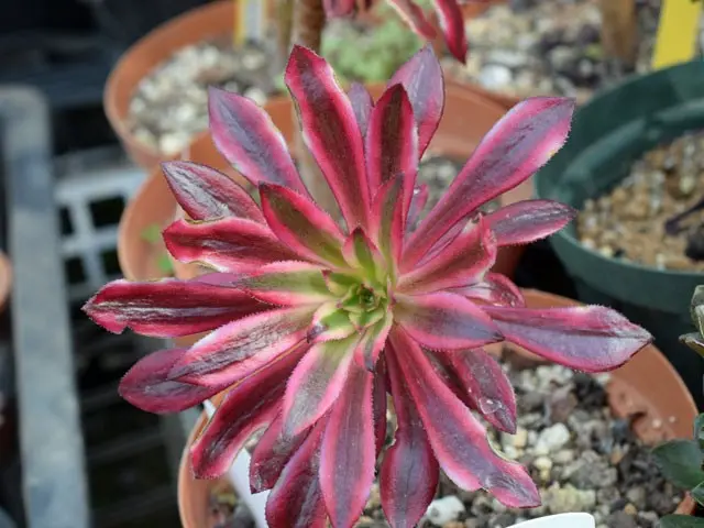 まだまだ紅葉してるよ(^^)とアエオニウム | 多肉植物大好きな