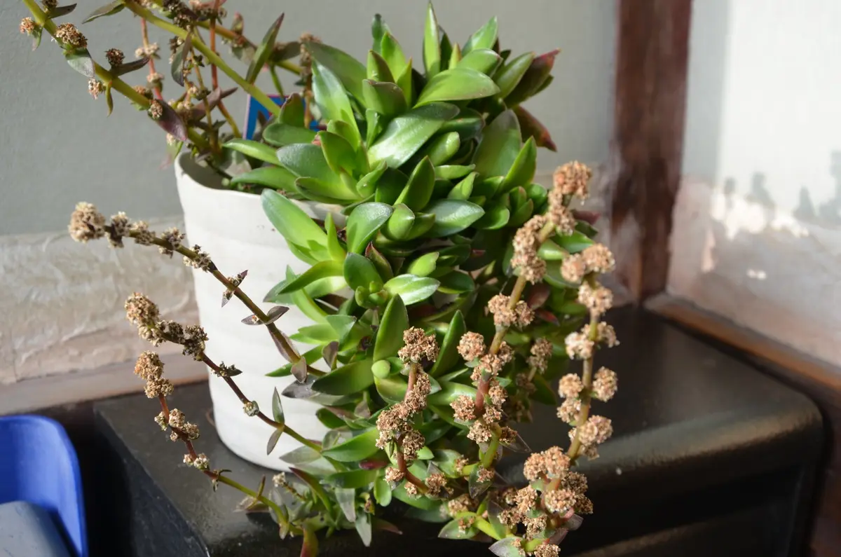 専用‼︎多肉植物^o^ 火祭りの光 おまとめ中!多肉植物 専用‼︎多肉植物^o^ 火祭りの光 おまとめ中!多肉植物