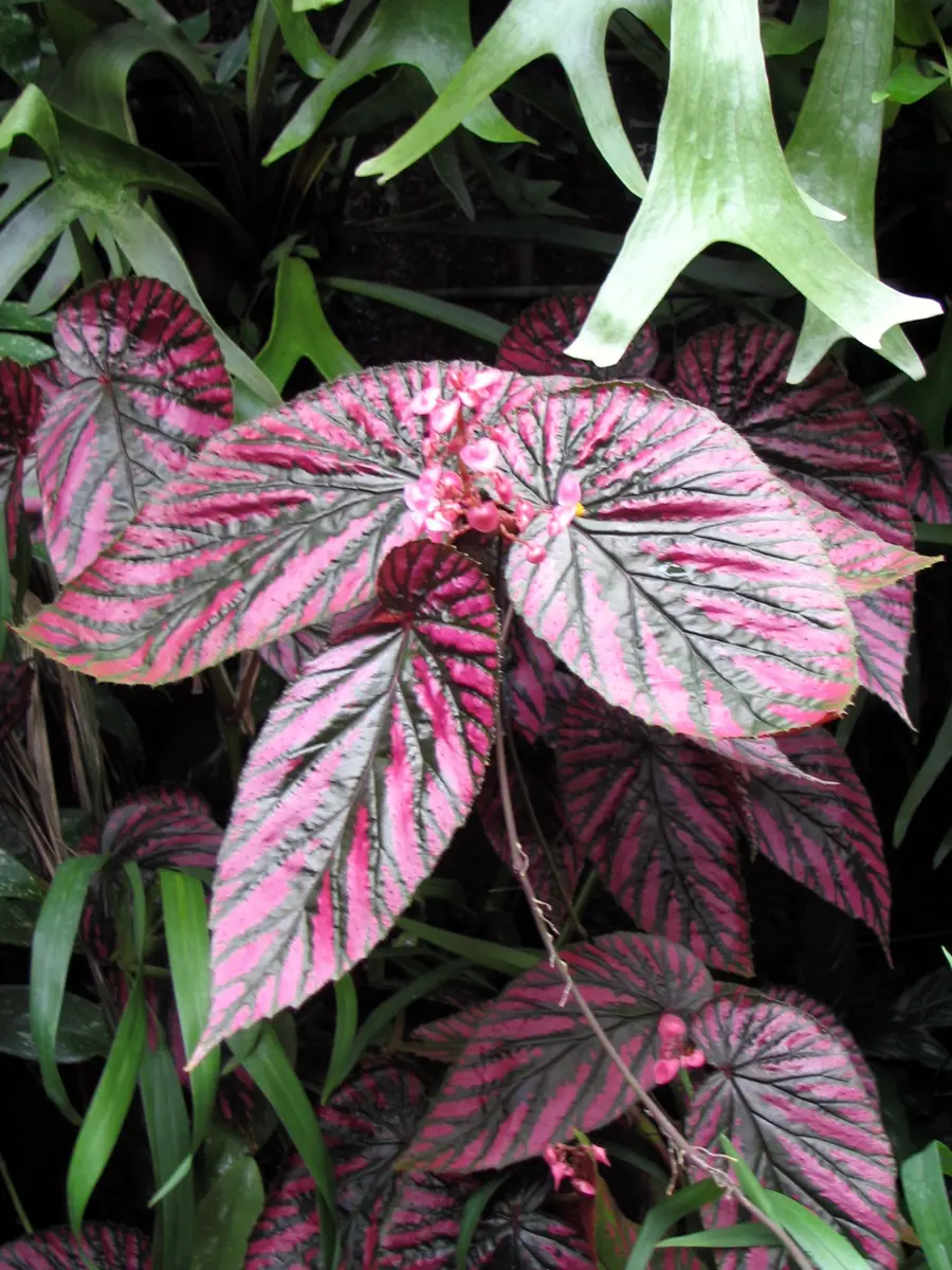 Begoniabrevirimosassp.exotica(ベゴニアブレウィリモーサ亜種