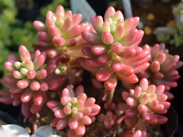 紅葉多肉 セダムっぽいやつ｜園芸日記bysaita｜みんなの趣味の園芸｜274506