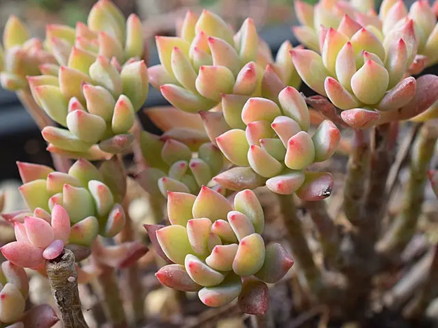 紅葉多肉 セダムっぽいやつ｜園芸日記bysaita｜みんなの趣味の園芸｜274506