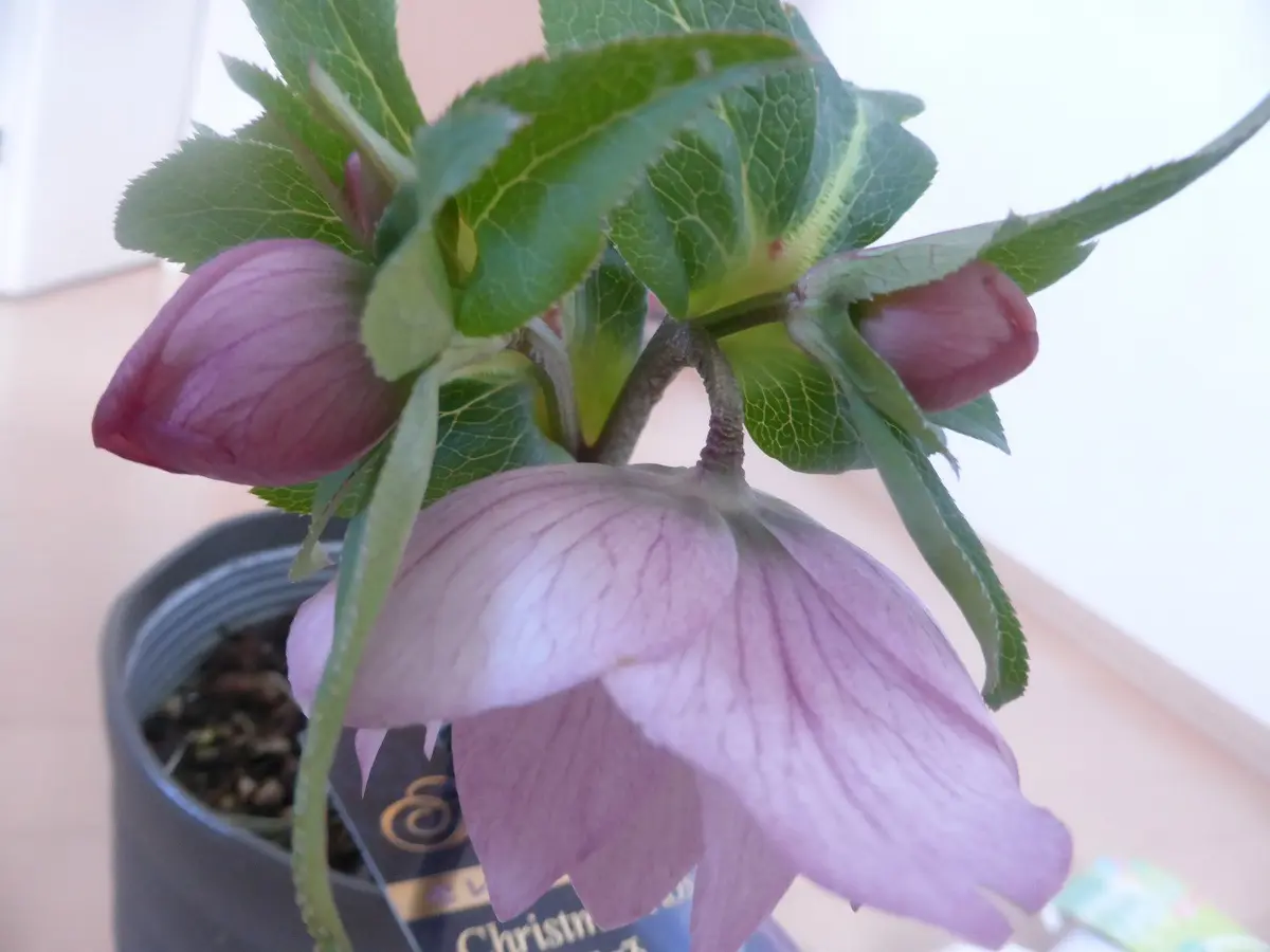 クリスマスローズ ピンクダブル。｜園芸日記byhayachan｜みんなの趣味