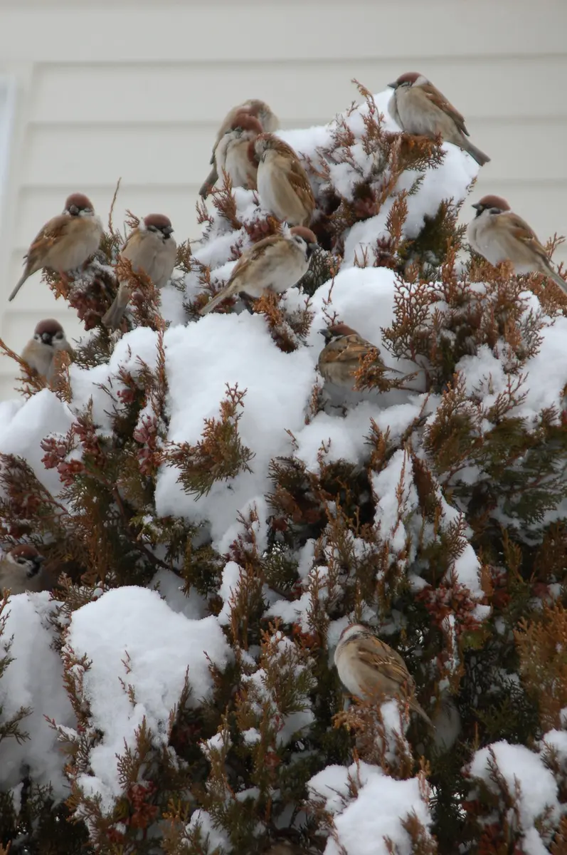 ゆきのお散歩※゜様の専用ページ NEWS | さっぽろ雪まつり会場にて「夜は猫といっしょ×おでかけ子ザメ