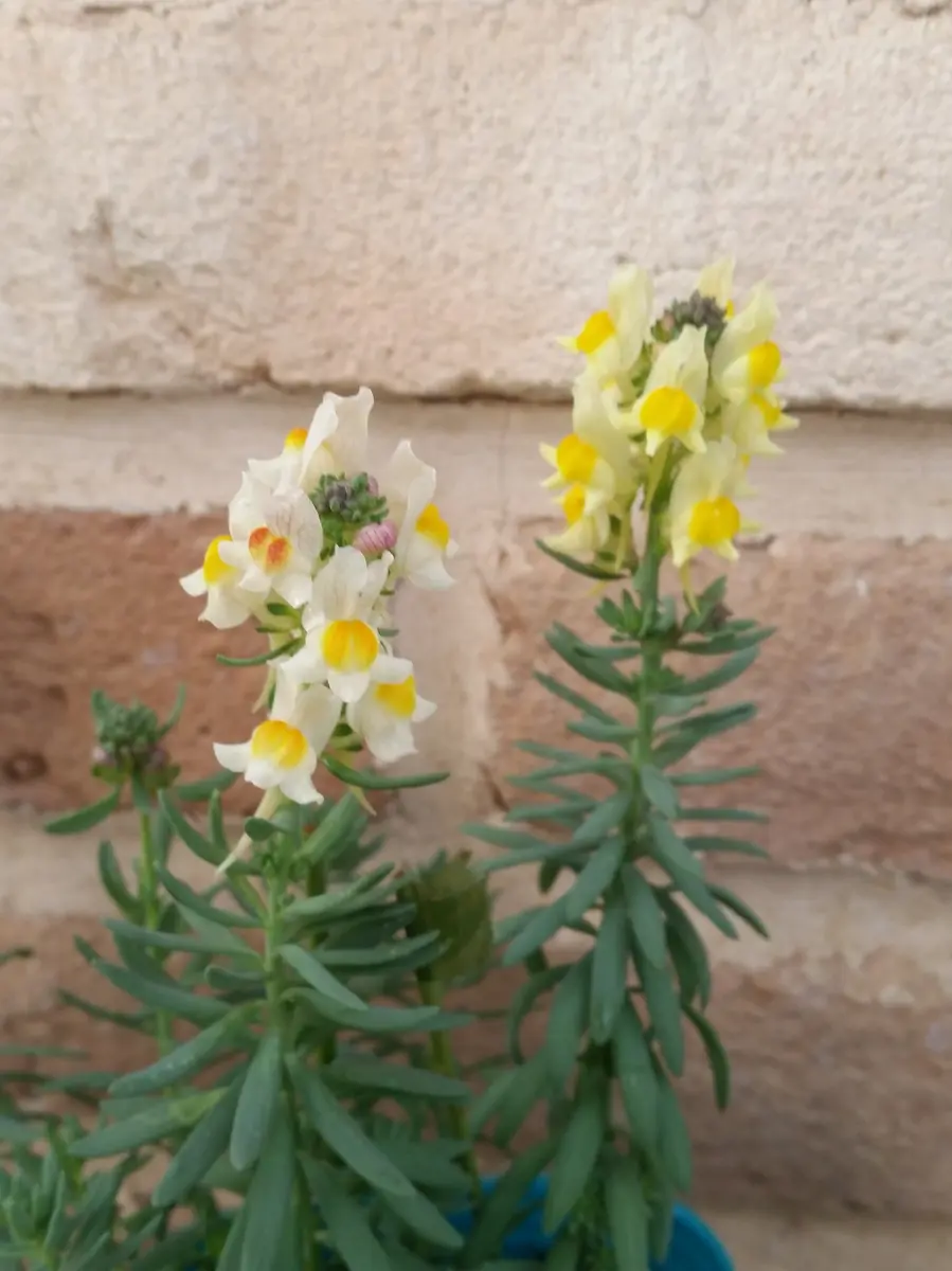 リナリア：リップルストーンミックス3.5号ポット の通販 | 園芸ネット ✾ リナリア リップルストーン