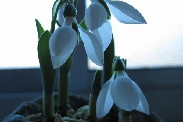 室内で鑑賞～ スノードロップ｜園芸日記byカラミント｜みんなの趣味の