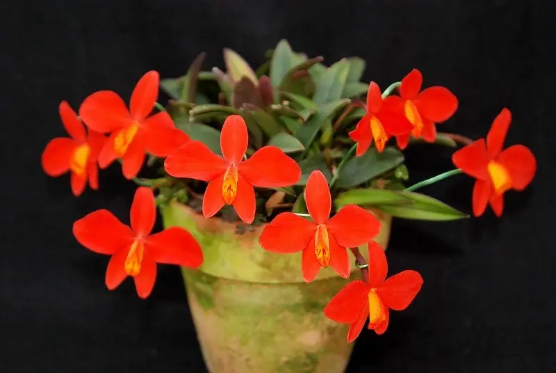 カトレア・コクシネア展｜園芸日記byくりたけ｜みんなの趣味の園芸｜276079