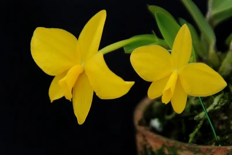 カトレア・コクシネア展｜園芸日記byくりたけ｜みんなの趣味の園芸｜276079