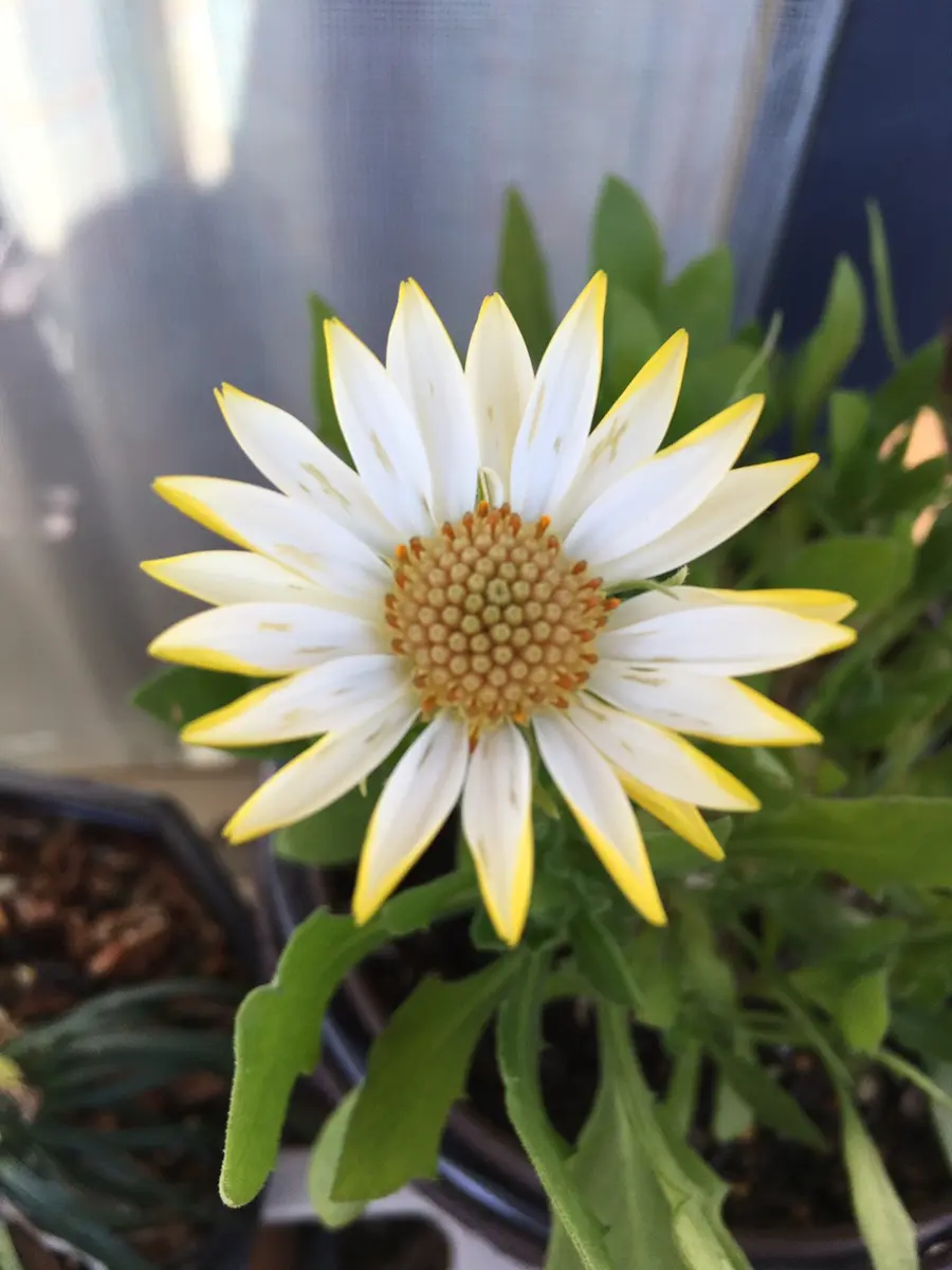 アメリカンフラワー 冬木立の華 やわらげる