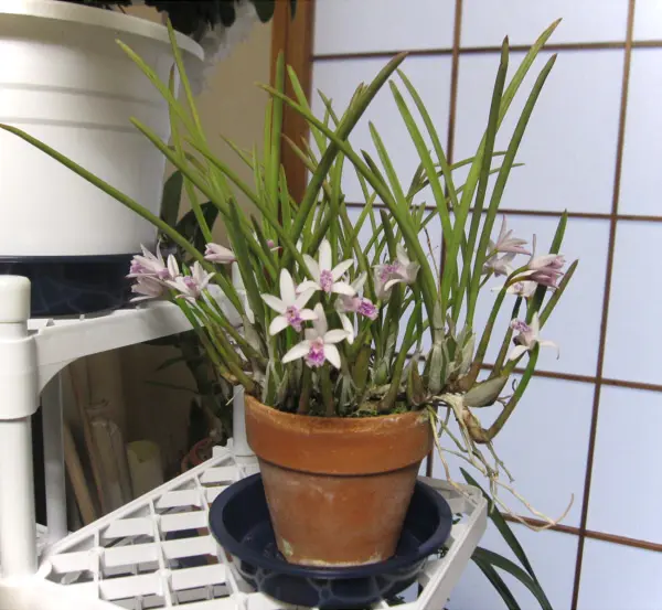 原種のカトレア・ルンディーが満開です。｜園芸日記byshomon｜みんなの