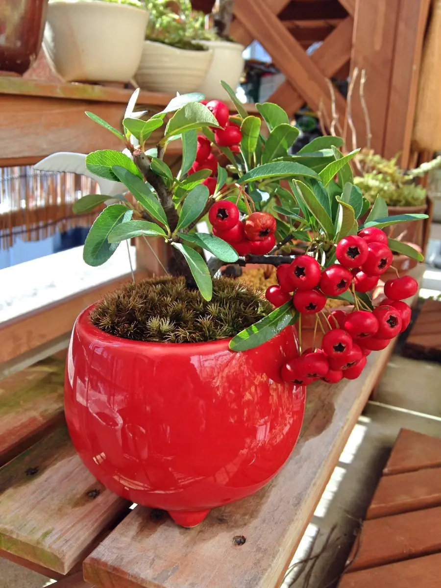 ミニピラカンサ　3点セット 植木 盆栽 ピラカンサ」の人気商品一覧 | 安い商品を通販サイトから