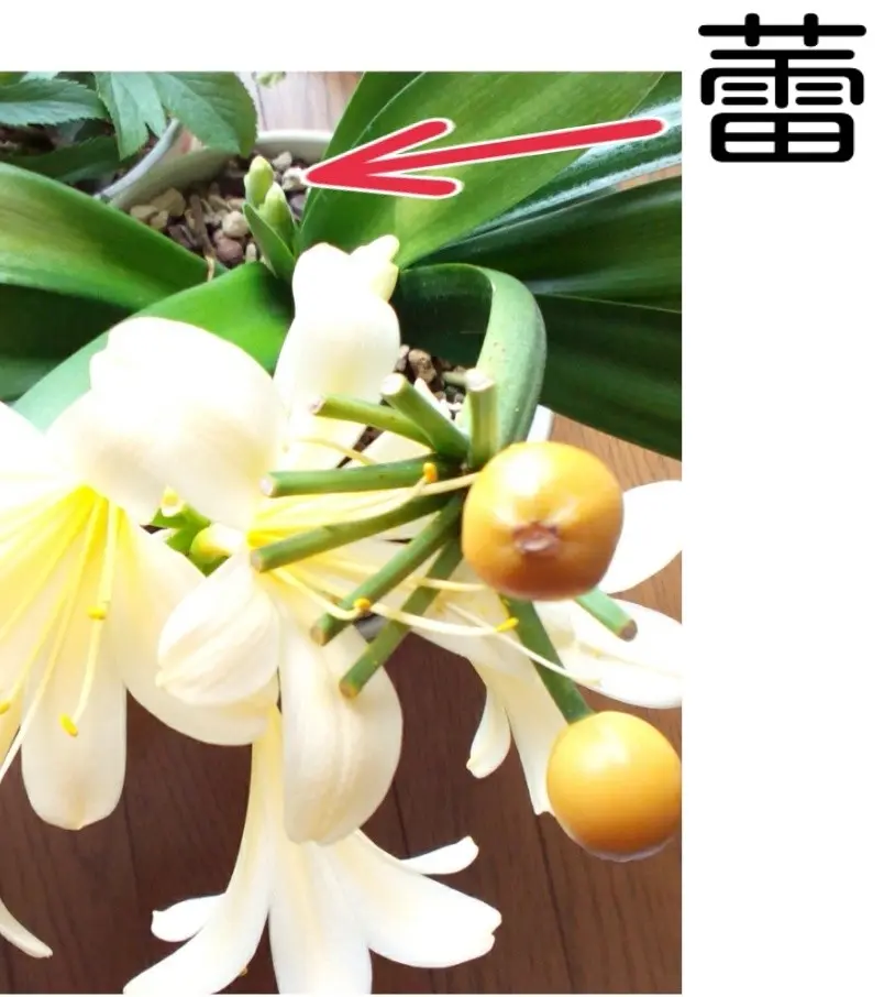 クンシラン2番花の蕾発見(*'▽′＊)オーーー！！｜園芸日記bykomin