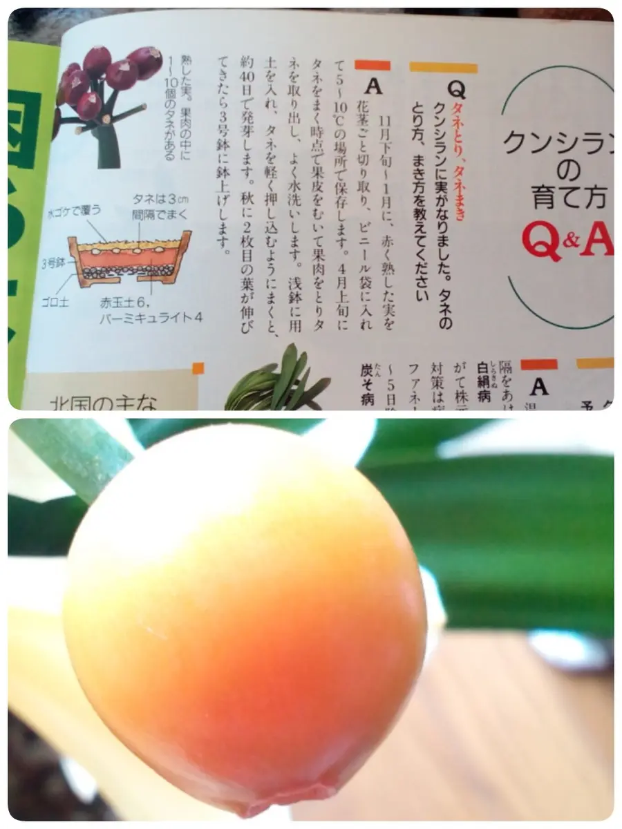 クンシラン2番花の蕾発見(*'▽′*)オーーー!!|園芸日記 クンシラン2番花の蕾発見(*'▽′*)オーーー!!|園芸日記