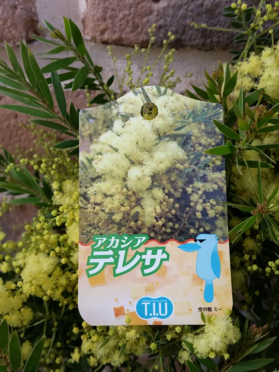 アカシア・テレサ｜園芸日記by金子 明人｜みんなの趣味の園芸