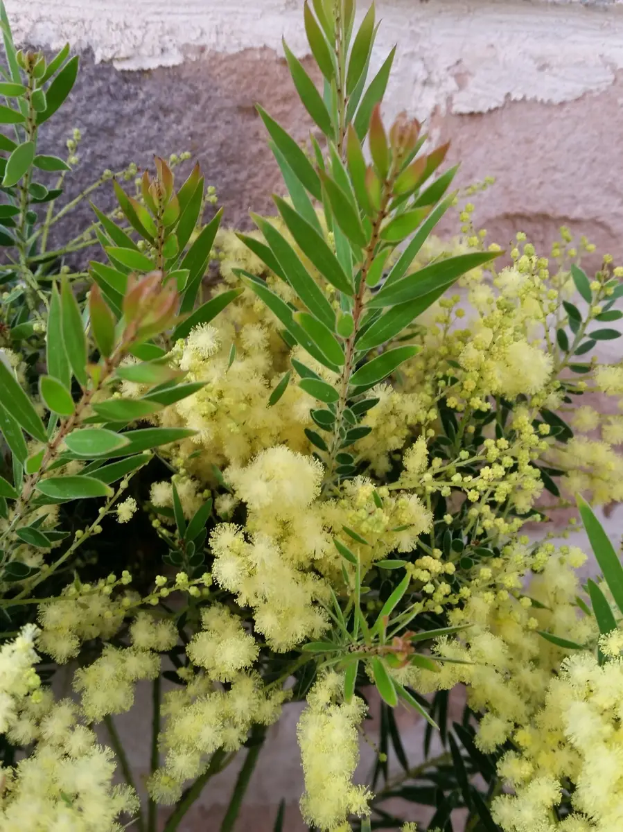 春に咲くyellowの小花❤︎アカシア【テレサ】 恐ろしい - 常緑樹