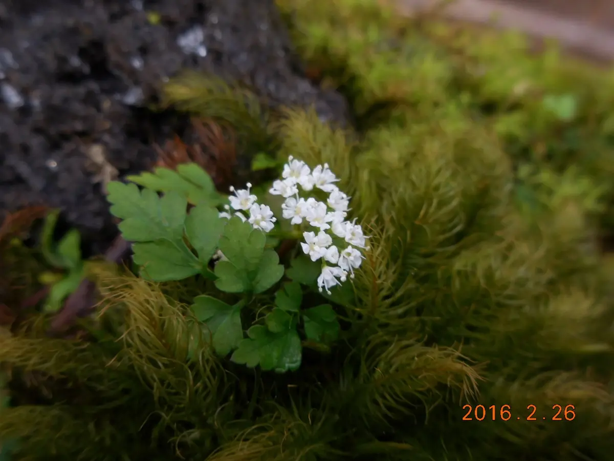 苔の中から、小さな野草の花。｜園芸日記byつばきやま｜みんなの趣味の