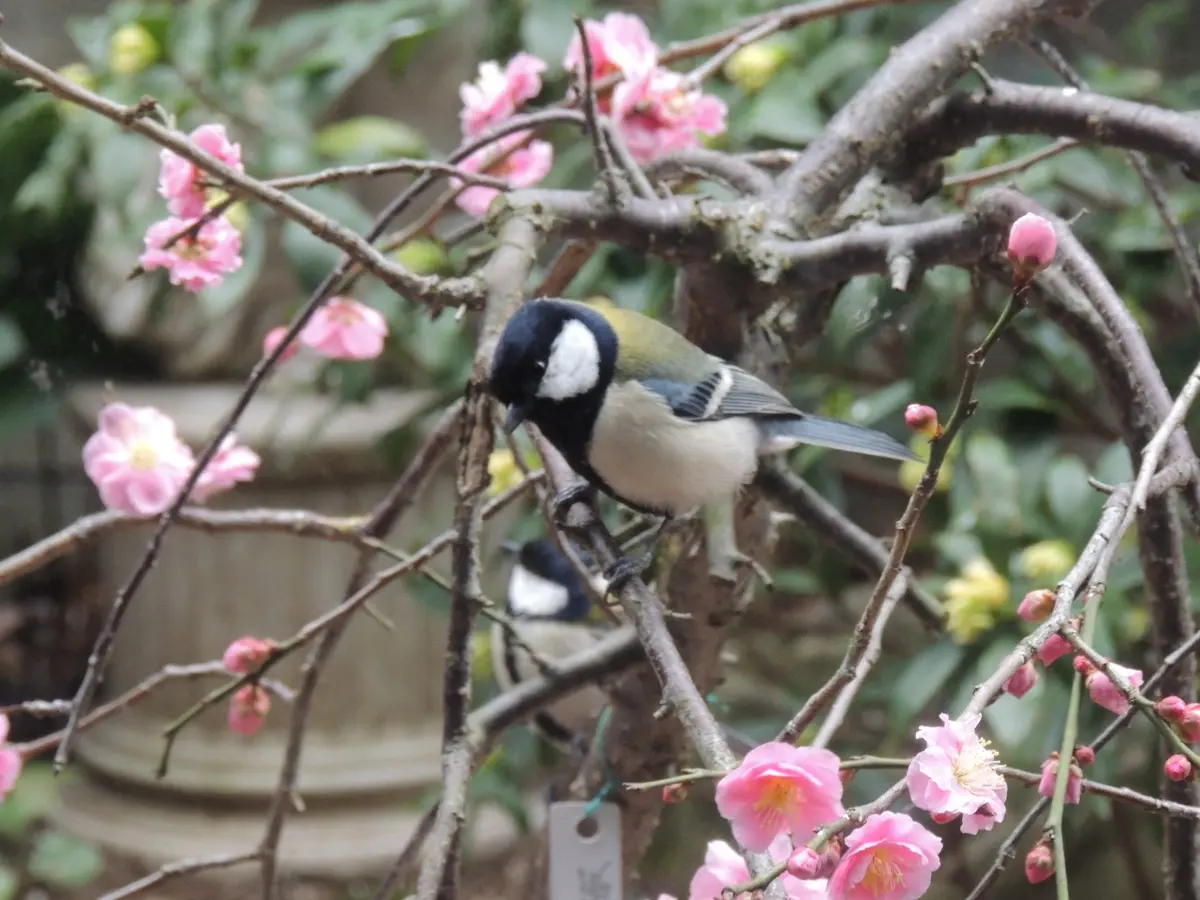 枝垂れ梅とシジュウカラ｜園芸日記byやまがら｜みんなの趣味の園芸｜281725