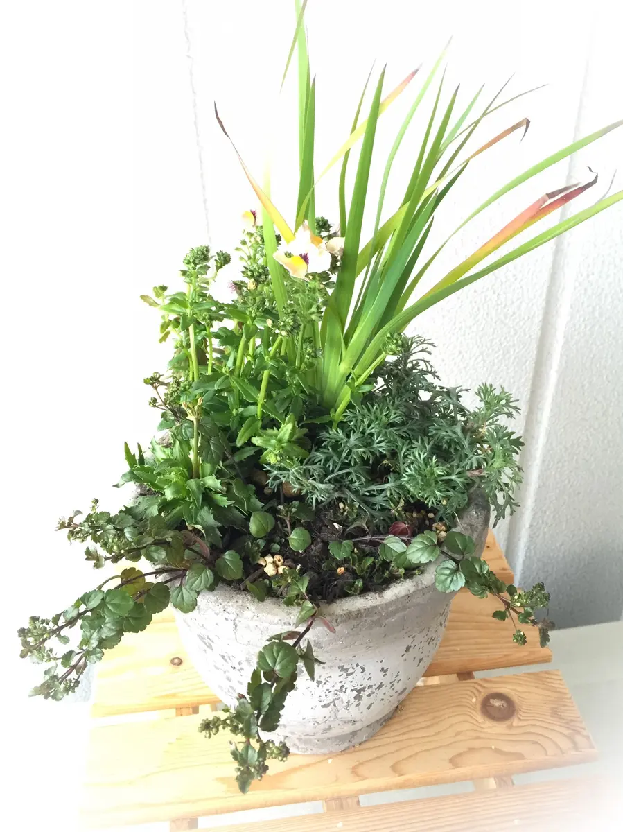 寄せ植え作りとオリーブ｜園芸日記by多肉じゃるだん｜みんなの趣味の