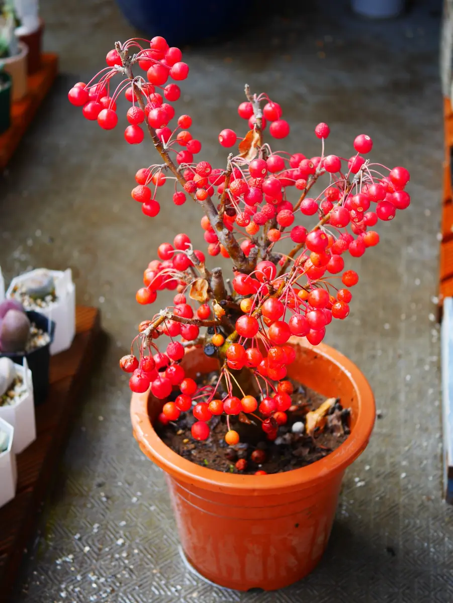 深山海棠 ミヤマカイドウ 根張り立ち上がりかっこいいです