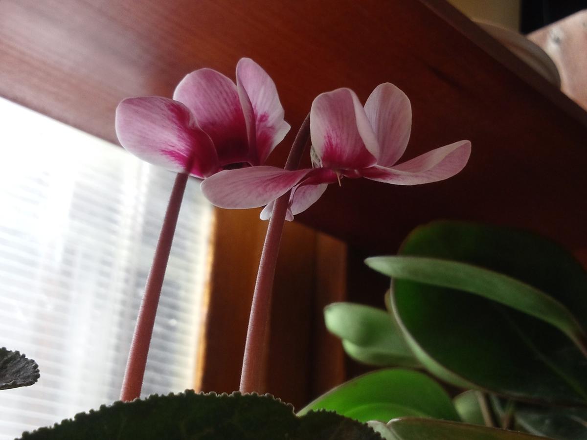 つぼみが開いた｜園芸日記byかりんと｜みんなの趣味の園芸｜282928