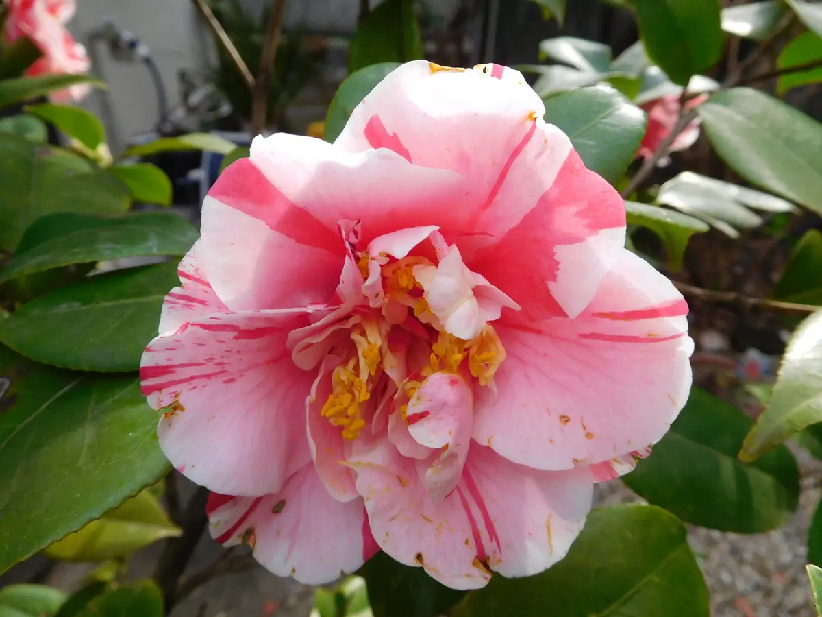 椿 岩根絞 四海波 その他｜園芸日記byひょこりん｜みんなの趣味の園芸 