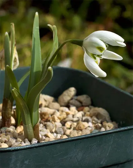 八重咲きスノードロップ｜園芸日記byptech｜みんなの趣味の園芸｜283207
