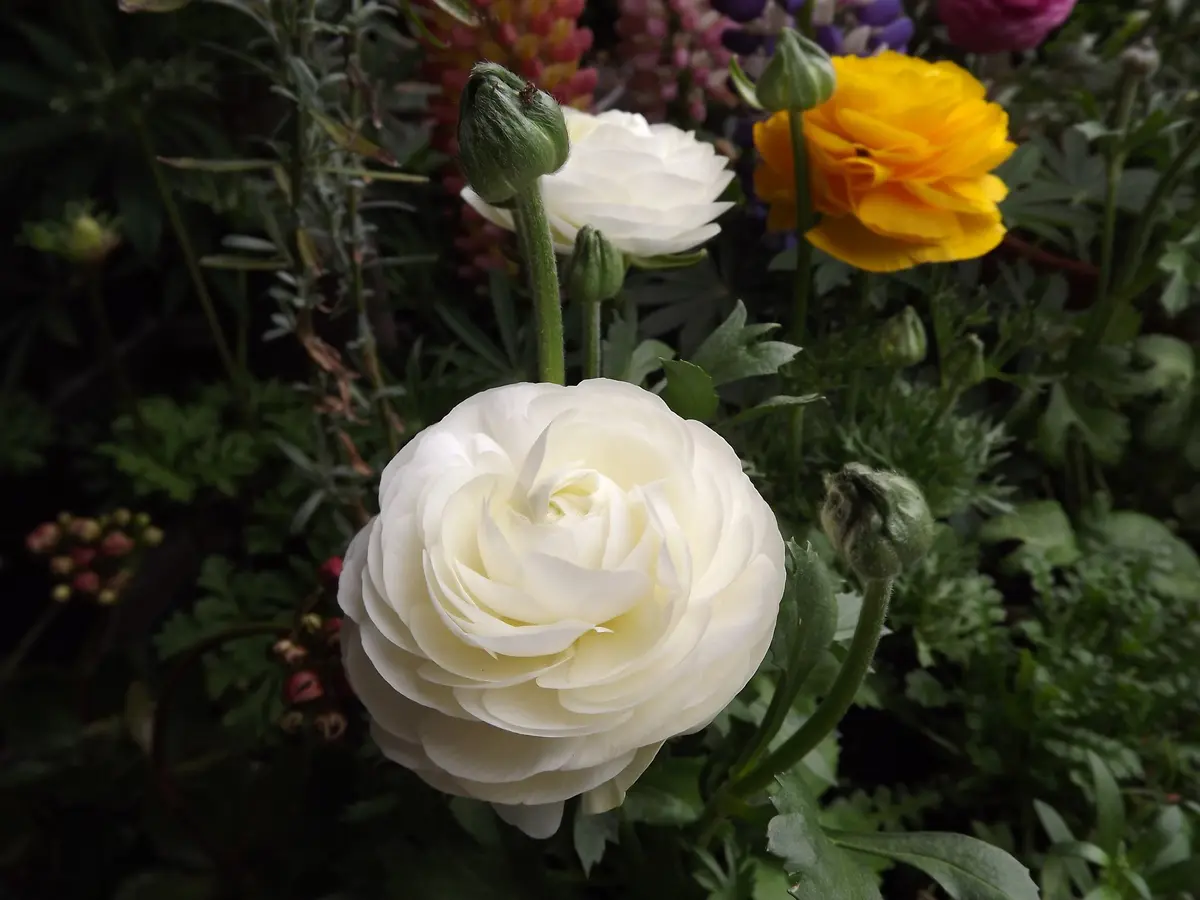 寄せ植え 花□ カルーナ アリッサム スナップドラゴン ブランルージュ