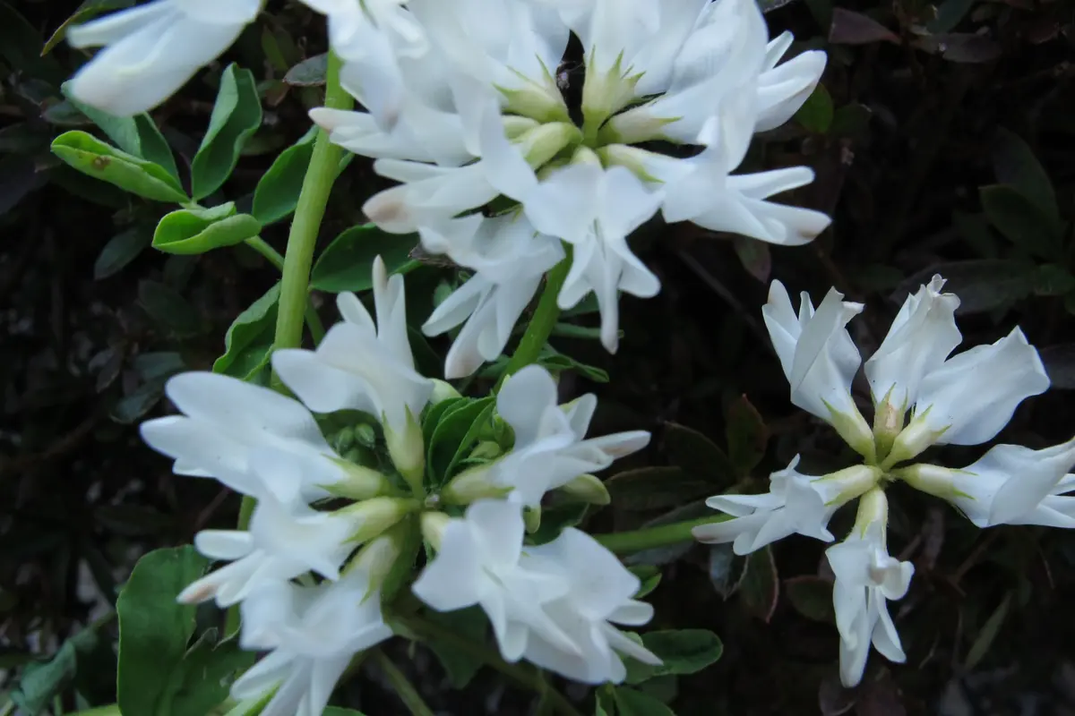 白いレンゲ草｜園芸日記byカラミント｜みんなの趣味の園芸｜283833