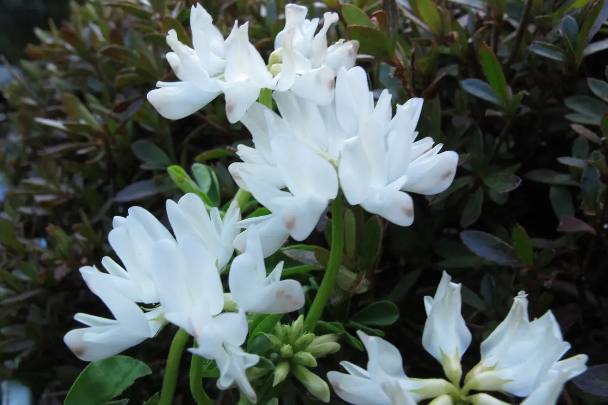 はなも れんげ白5×2 花パーツ レンゲ 2本入 | 手芸センタードリーム公式通販サイト