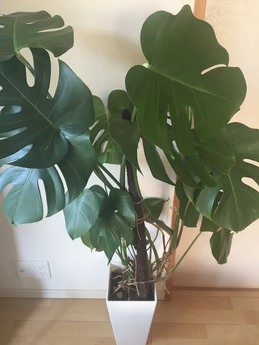 巨大モンステラの植え替え|園芸日記byひめもんす|みんなの趣味の園芸 巨大モンステラの植え替え|園芸日記byひめもんす|みんなの趣味の園芸