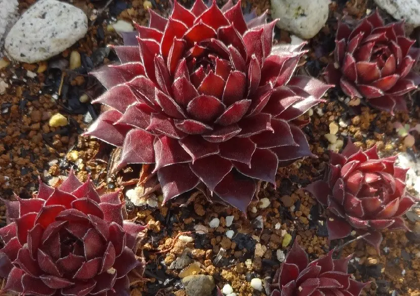 レッド フラワー・ガーデニング センペルビウム レッドデルタ