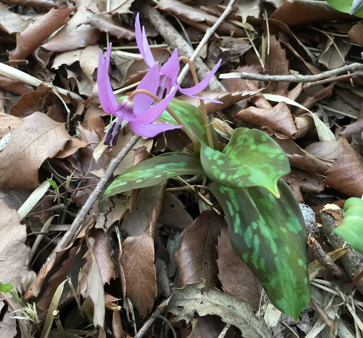 斑入りのカタクリ｜園芸日記byローズナクレ｜みんなの趣味の園芸｜286484