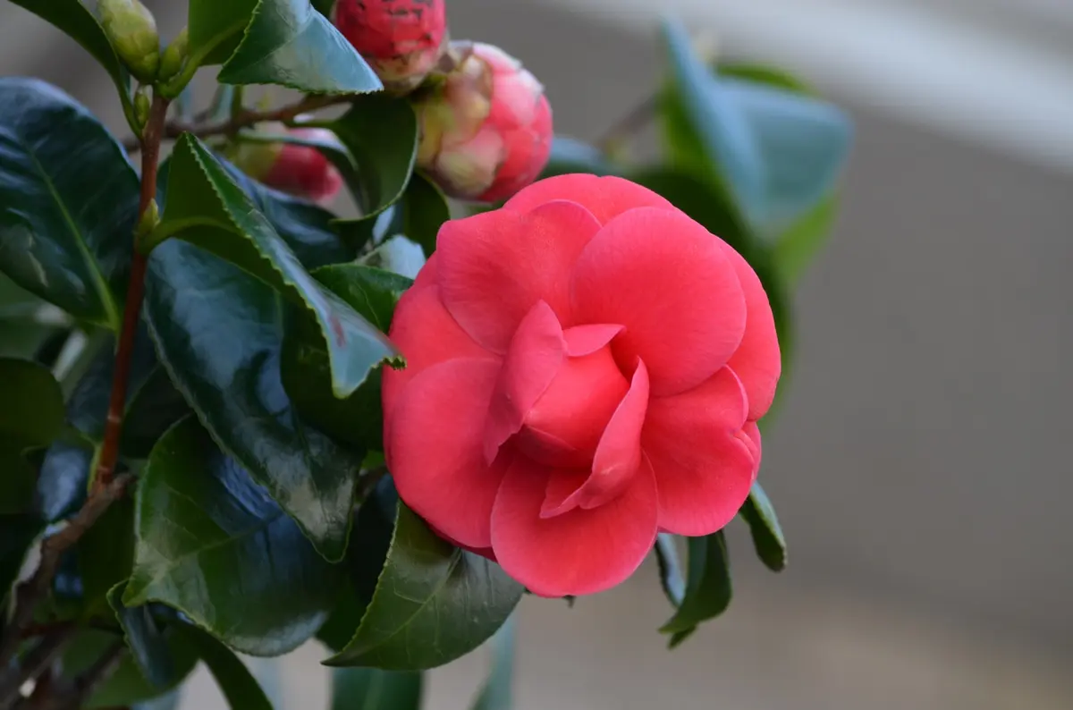 椿・紅乙女（こうおとめ）を愛して！｜園芸日記by四季のいろどり｜みんなの趣味の園芸｜286744