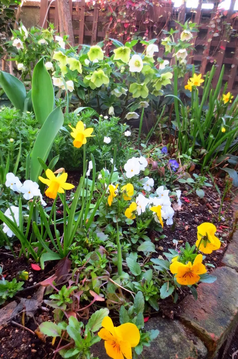 水仙とクリスマスローズ｜園芸日記byはなさか じいじ｜みんなの趣味の