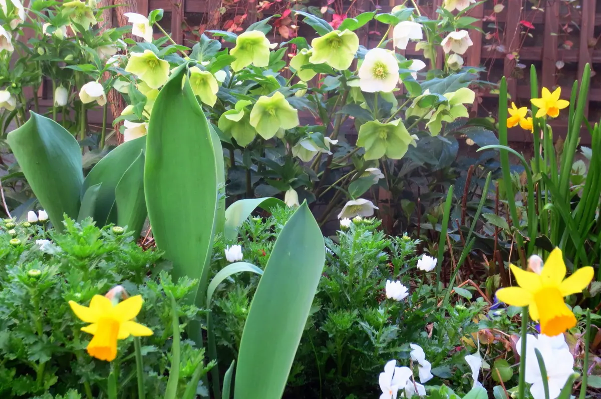 水仙とクリスマスローズ｜園芸日記byはなさか じいじ｜みんなの趣味の