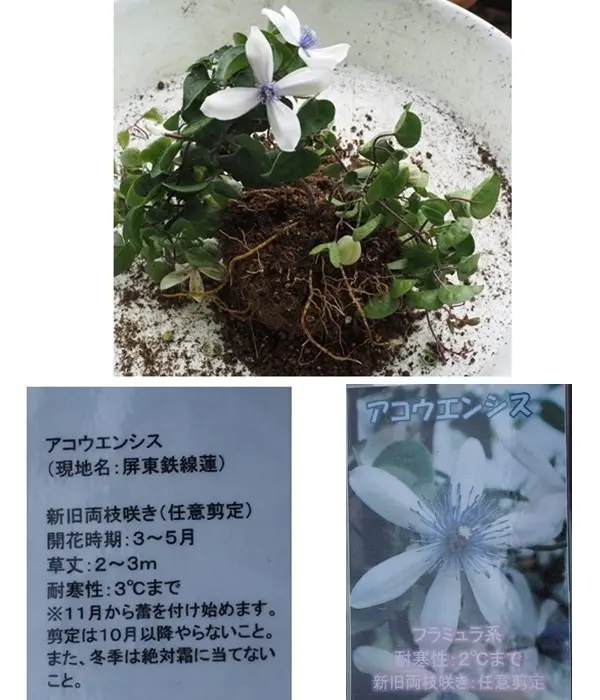 クレマチス・アコウエンシス｜園芸日記by有島 薫｜みんなの趣味の園芸