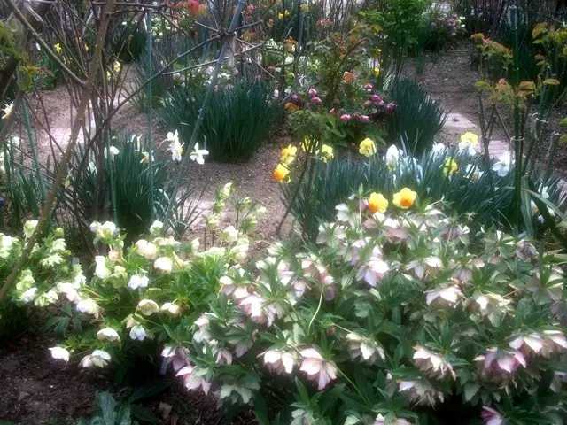 クリスマスローズと水仙が咲く庭①｜園芸日記byこんちゃん｜みんなの