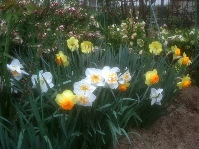 クリスマスローズと水仙が咲く庭①｜園芸日記byこんちゃん｜みんなの