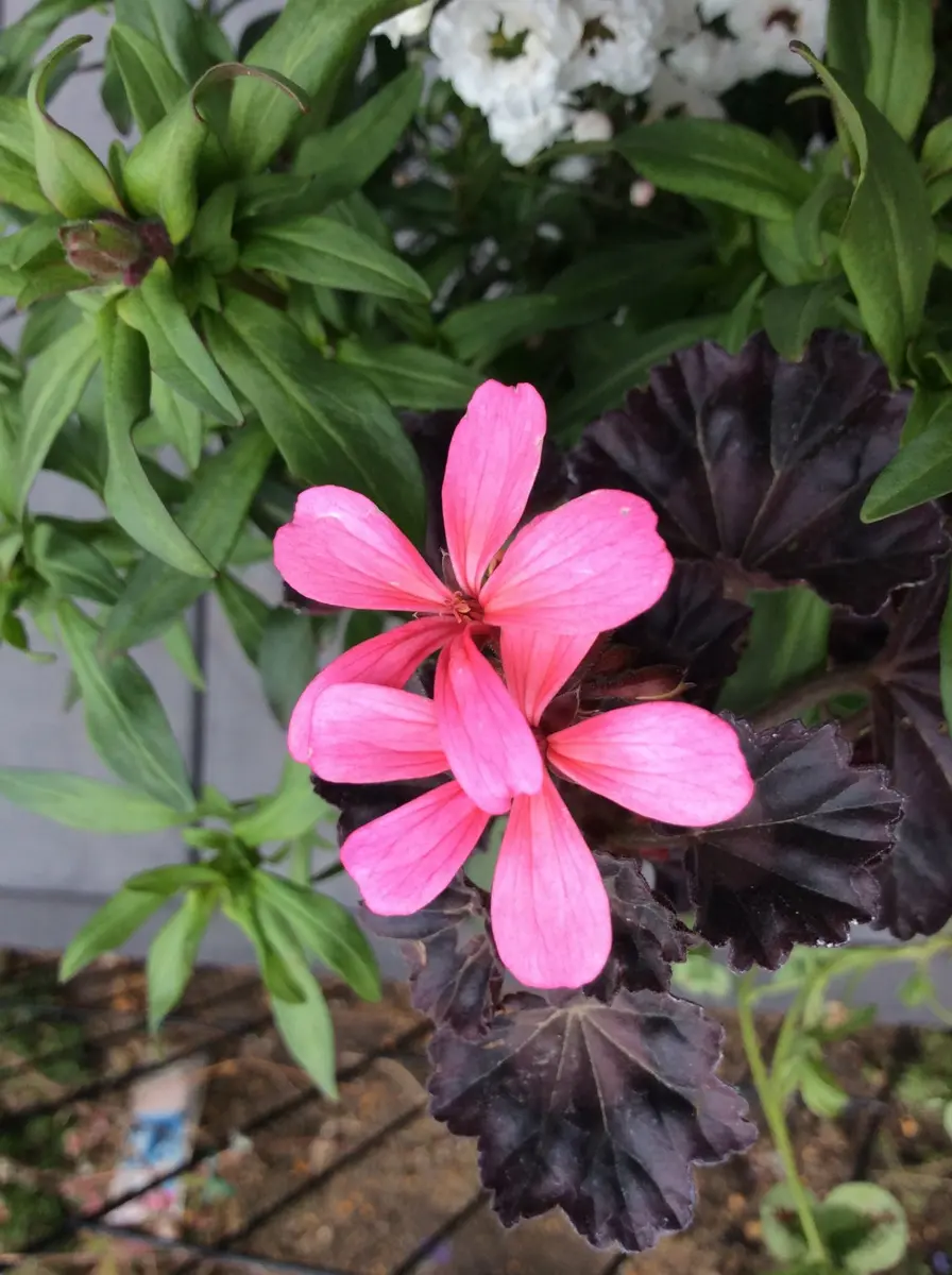 アメジスト風 ドロップピアス パンジーに似た花ビオラ ラベンダー