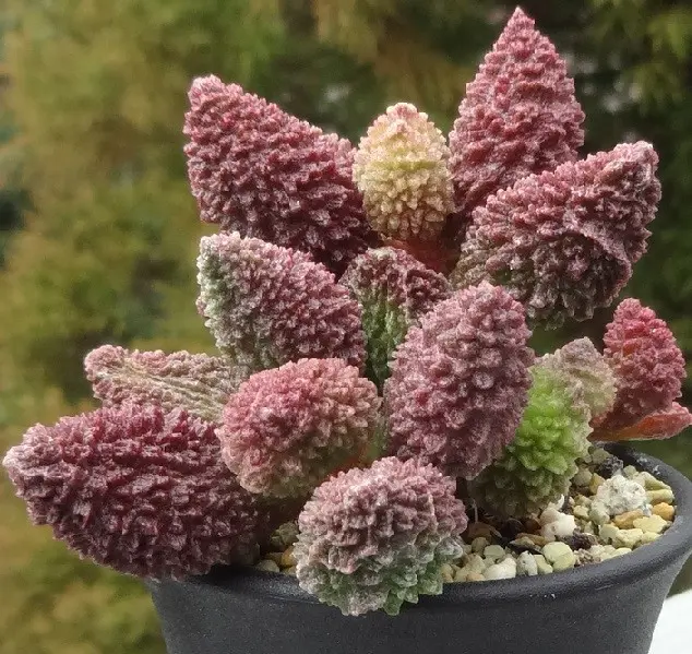 赤いドリアン｜園芸日記byアバンギャルディ｜みんなの趣味の園芸｜289396