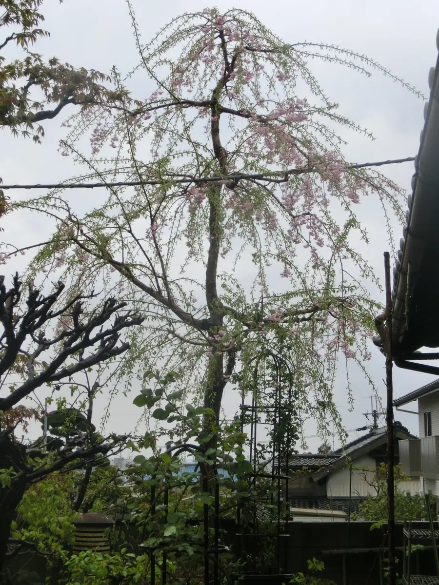 菊ちゃん流庭の管理4仙台枝垂れ｜園芸日記by菊一｜みんなの趣味の園芸