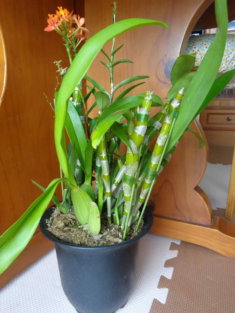 デンドロビウム寄せ植えなるものを買ってしまいました(・.・;)｜園芸