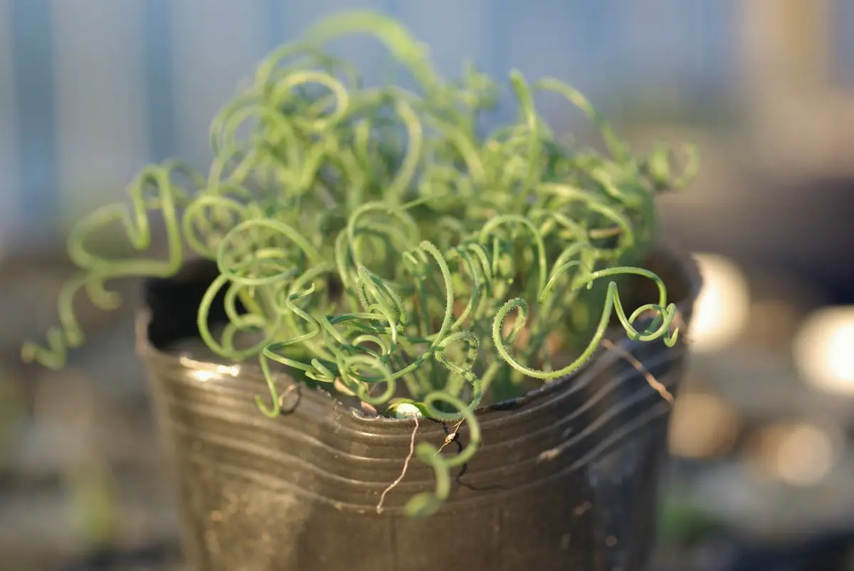 くるくる葉っぱは何故？｜園芸日記by長岡 求｜みんなの趣味の園芸｜291536