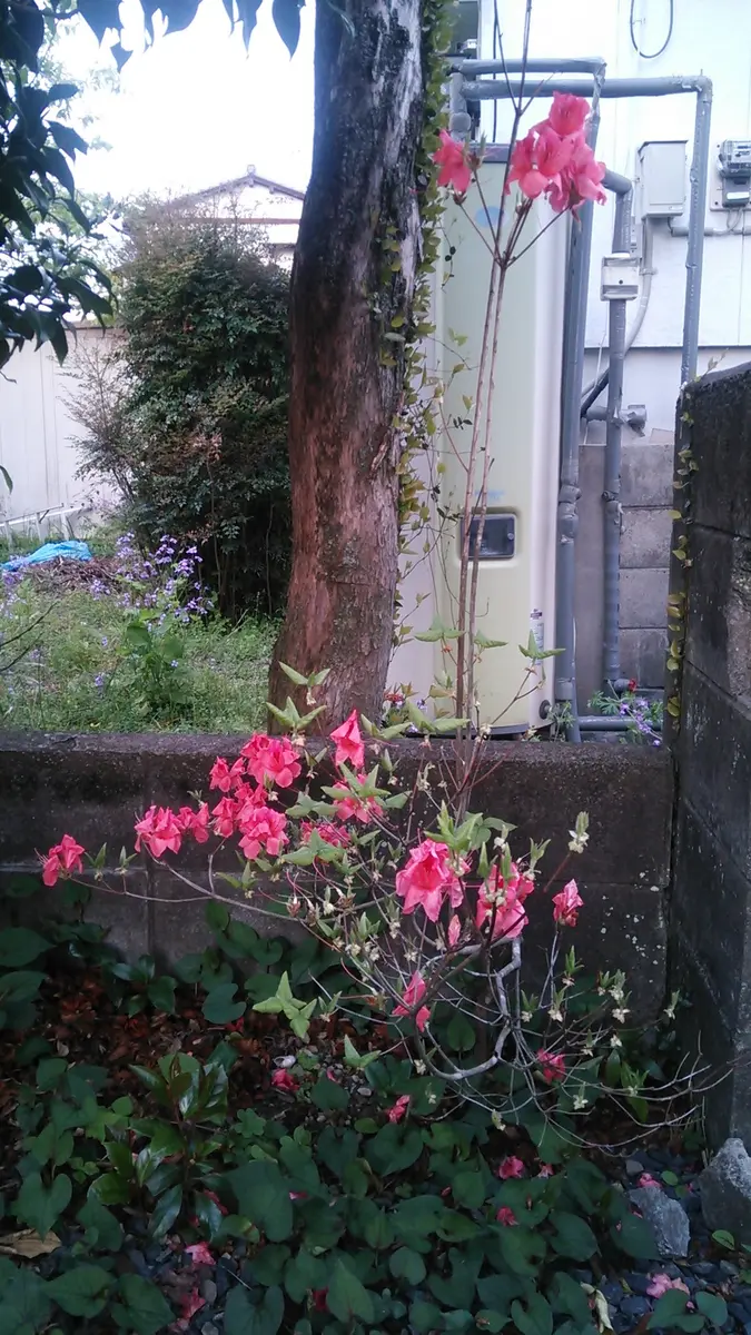 裏庭に濃い橙色のミツバツツジ咲きました｜園芸日記byカクテル55